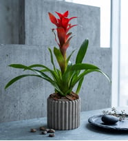 Düz Çizgili Gri Beton Saksıda Guzmania Bitkisi