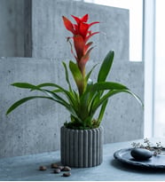 Düz Çizgili Gri Beton Saksıda Guzmania Bitkisi