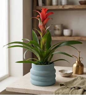 Katmanlı Beton Saksıda Guzmania