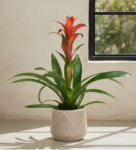 Geometrik Çizgi Desenli Saksıda Guzmania