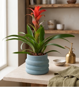 Katmanlı Beton Saksıda Guzmania