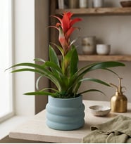 Katmanlı Beton Saksıda Guzmania