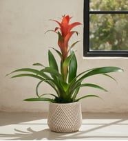 Geometrik Çizgi Desenli Saksıda Guzmania