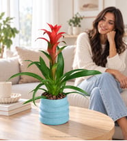 Katmanlı Beton Saksıda Guzmania