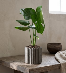 Düz Çizgili Gri Beton Saksıda Monstera