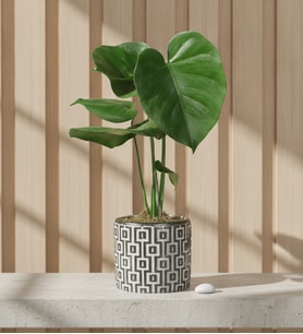 Kare Desenli Gri Beton Saksıda Monstera