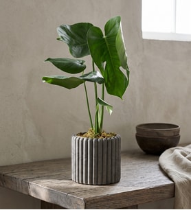 Kare Desenli Gri Beton Saksıda Monstera