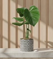Kare Desenli Gri Beton Saksıda Monstera