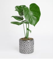 Kare Desenli Gri Beton Saksıda Monstera