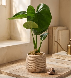 Geometrik Çizgi Desenli Saksıda Monstera