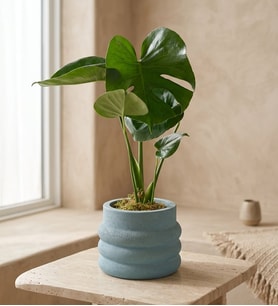 Katmanlı Beton Saksıda Monstera