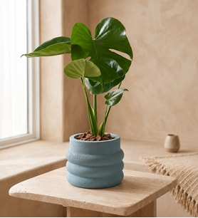 Katmanlı Beton Saksıda Monstera