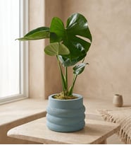 Katmanlı Beton Saksıda Monstera