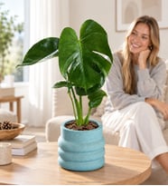 Katmanlı Beton Saksıda Monstera