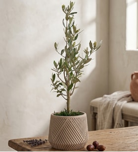 Geometrik Çizgili Saksıda Zeytin Ağacı Bonsai