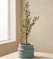 Katmanlı Beton Saksıda Zeytin Ağacı Bonsai