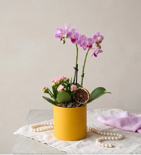 Sarı Saksıda Mini Mor Orkide ve Pembe Kalanchoe