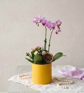 Sarı Saksıda Mini Mor Orkide ve Pembe Kalanchoe