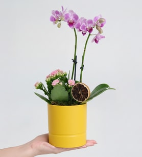 Sarı Saksıda Mini Mor Orkide ve Pembe Kalanchoe