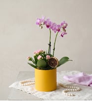 Sarı Saksıda Mini Mor Orkide ve Pembe Kalanchoe