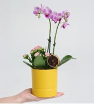 Sarı Saksıda Mini Mor Orkide ve Pembe Kalanchoe