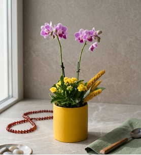 Sarı Saksıda Mini Mor Orkide ve Sarı Kalanchoe