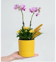 Sarı Saksıda Mini Mor Orkide ve Sarı Kalanchoe