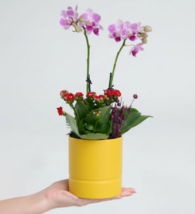Sarı Saksıda Mini Mor Orkide ve Kırmızı Kalanchoe