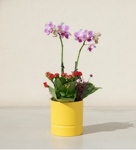 Sarı Saksıda Mini Mor Orkide ve Kırmızı Kalanchoe