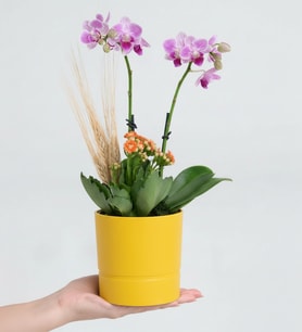 Sarı Saksıda Mini Mor Orkide ve Turuncu Kalanchoe