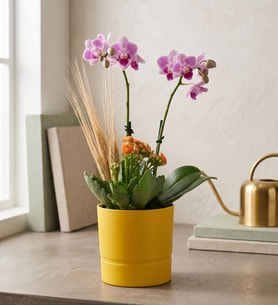 Sarı Saksıda Mini Mor Orkide ve Turuncu Kalanchoe