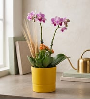 Sarı Saksıda Mini Mor Orkide ve Turuncu Kalanchoe