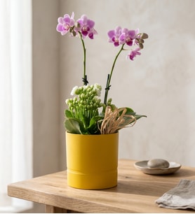 Sarı Saksıda Mini Mor Orkide ve Beyaz Kalanchoe