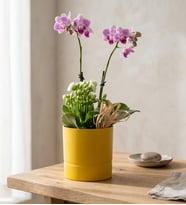 Sarı Saksıda Mini Mor Orkide ve Beyaz Kalanchoe