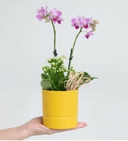 Sarı Saksıda Mini Mor Orkide ve Beyaz Kalanchoe