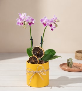 Sarı Saksıda Çiftli Mini Mor Orkide Çiçeği