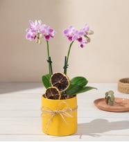 Sarı Saksıda Çiftli Mini Mor Orkide Çiçeği