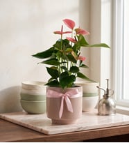 Gri Beton Saksıda Pembe Antoryum