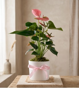 Beyaz Polimer Saksıda Pembe Antoryum