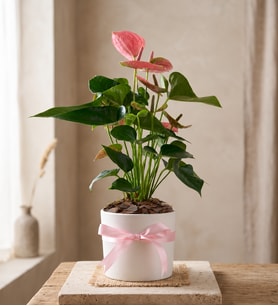 Beyaz Polimer Saksıda Pembe Antoryum