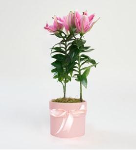 Pembe Beton Saksıda Pembe Lilyum