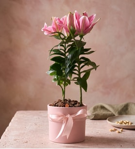 Pembe Polimer Saksıda Pembe Lilyum