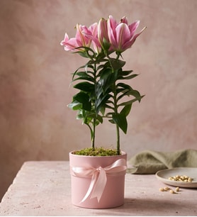 Pembe Polimer Saksıda Pembe Lilyum