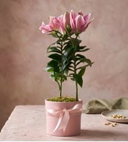 Pembe Polimer Saksıda Pembe Lilyum