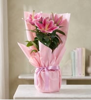 Pembe Buket Kağıtlı Polimer Saksıda Pembe Lilyum