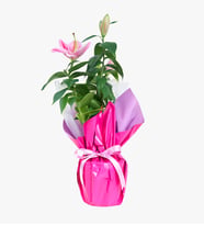Lila Pembe Buketli Beyaz Polimer Saksıda Pembe Lilyum