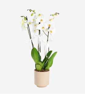 3 Dal Phalaenopsis Orkide