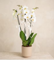 3 Dal Phalaenopsis Orkide