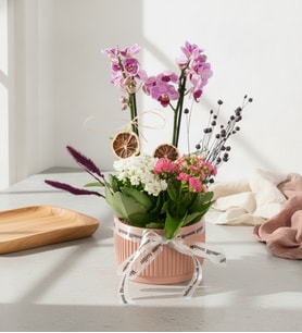 Kiremit Saksıda Mini Mor Orkide ve Kalanchoe