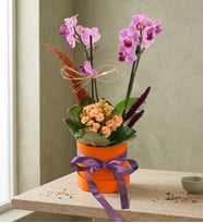Turuncu Kutuda Mini Mor Orkide & Turuncu Kalanchoe